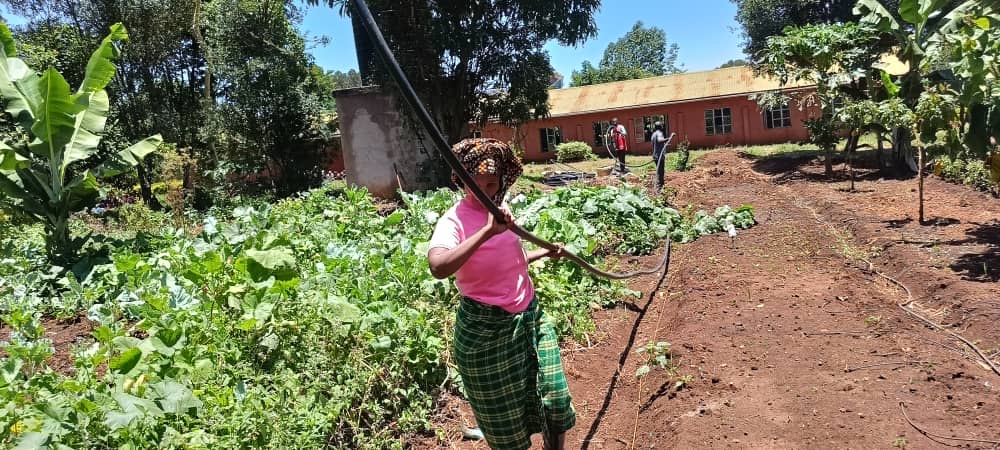 Drip irrigation